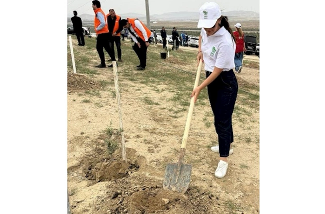 Qala Sığorta əməkdaşları Heydər Əliyevin anadan olmasının 100 illiyi münasibətilə ağac əkdilər — FOTOLAR