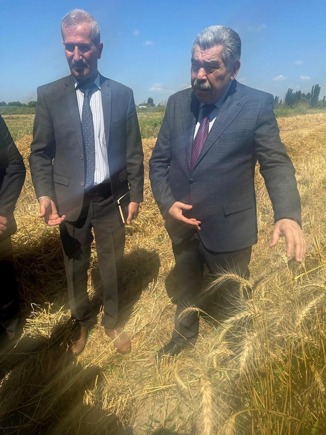 İcra başçısı taxıl sahələrini gəzdi — FOTOLAR İcra başçısı taxıl sahələrini gəzdi — FOTOLAR