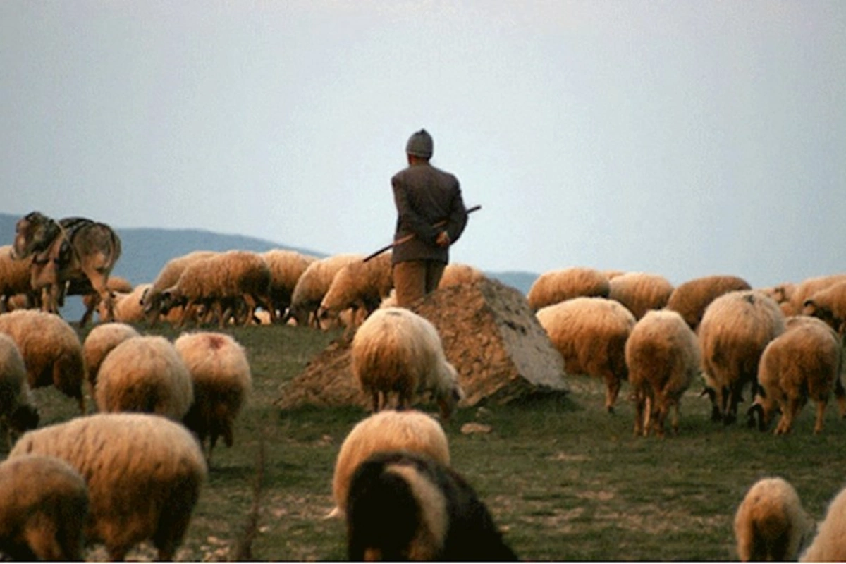 İsmayıllıda yük maşını çobanı vurdu, onlarla qoyun tələf oldu