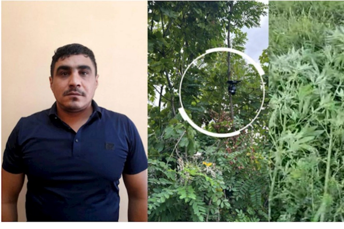 Bağını narkotik plantasiyasına çevirdi, videokamera ilə izlədi