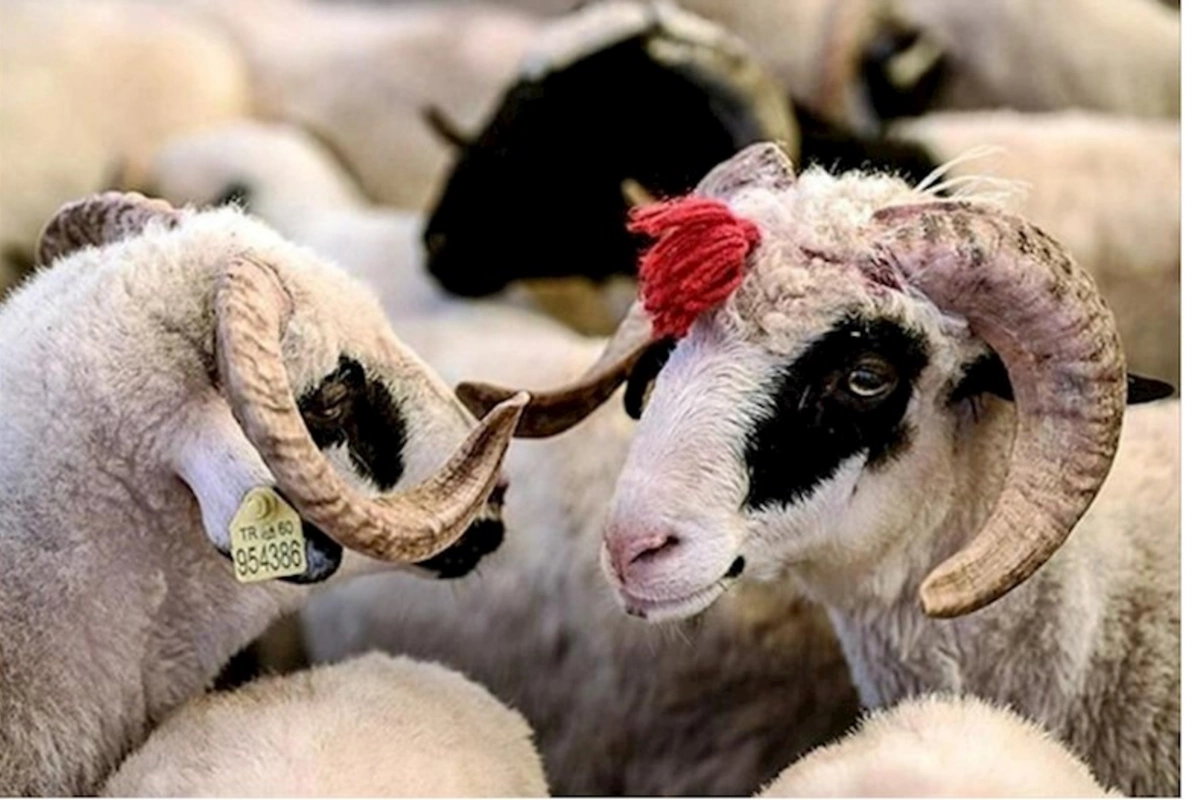 Qurban bayramı ilə bağlı fətva verildi