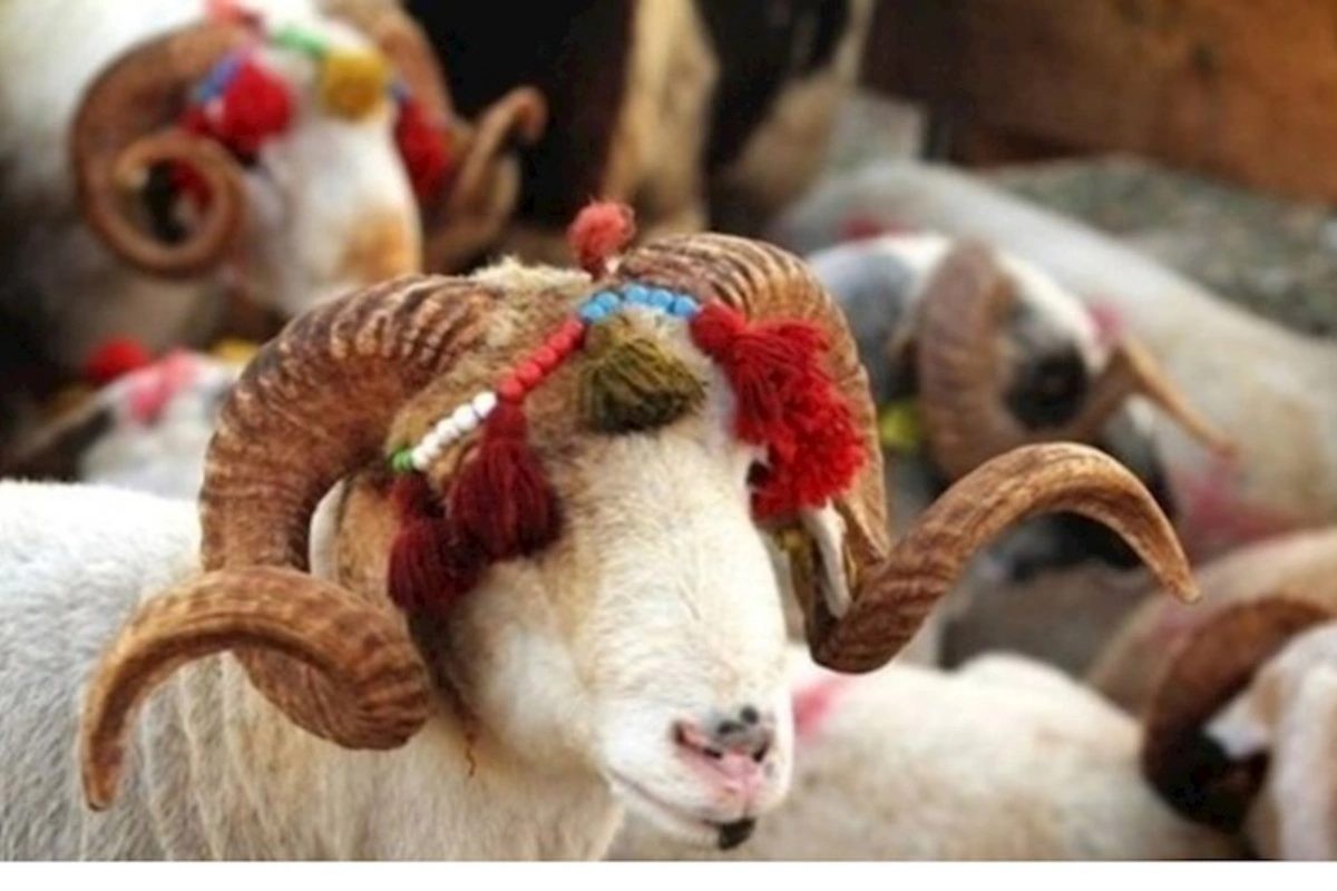 Bu müğənnilər qurban kəsməyəcək — AÇIQLAMA