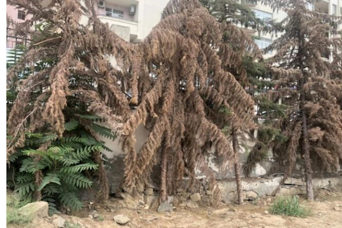 Xırdalanda sakinlər üçün təhlükəli vəziyyətdə olan qurumuş ağaclar götürülür
