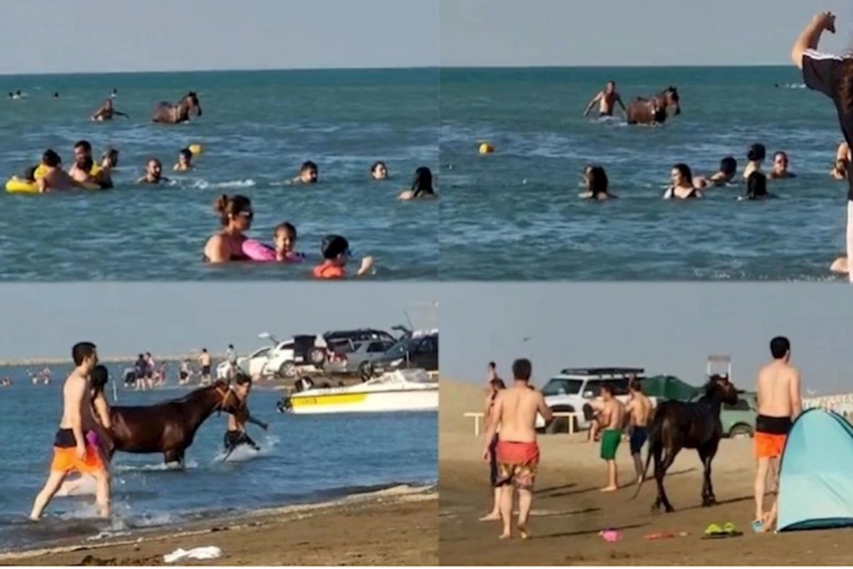 Pirşağıda atla dənizə girən şəxs həbs olundu