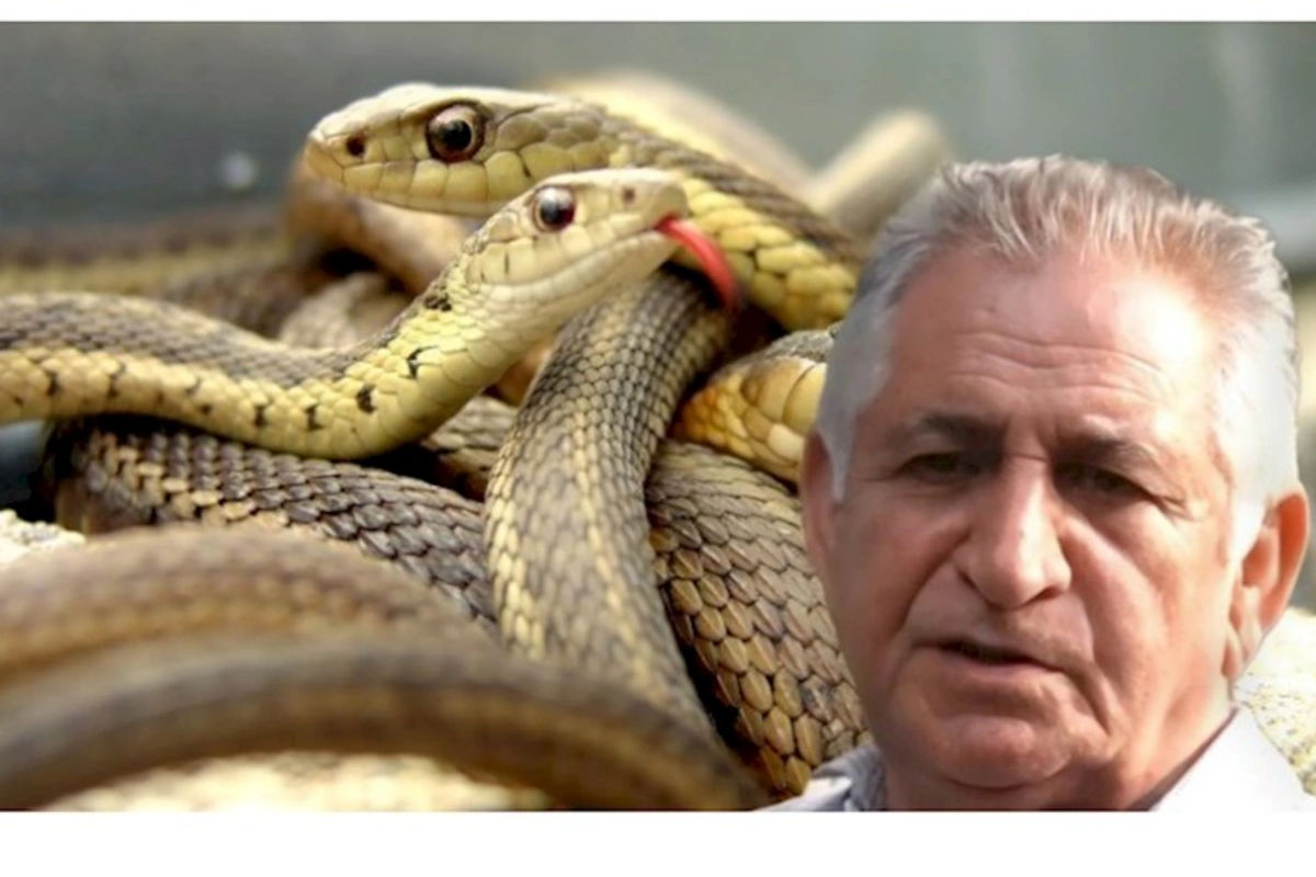 Ölkədə güclü ilan hücumu başladı — ƏHALİYƏ XƏBƏRDARLIQ: “Bu səhvi ƏSLA ETMƏYİN”