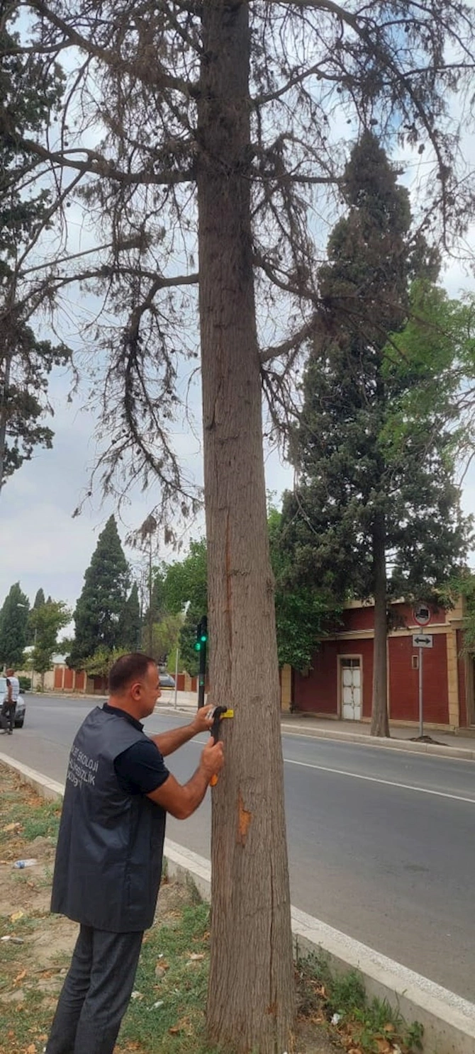 Gəncədə qurumuş ağacların elektron nişanlanmasına start verildi — FOTOLAR