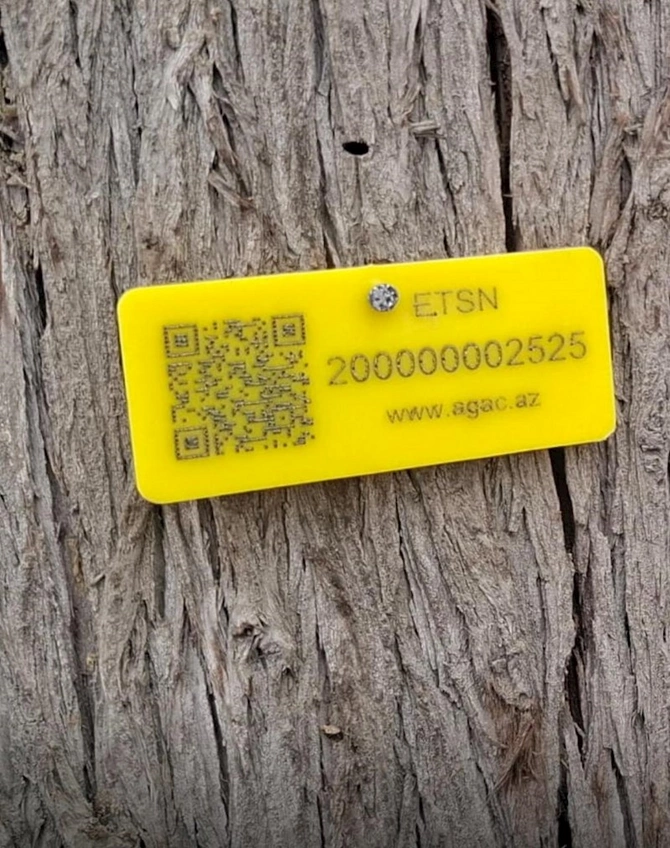 Gəncədə qurumuş ağacların elektron nişanlanmasına start verildi — FOTOLAR