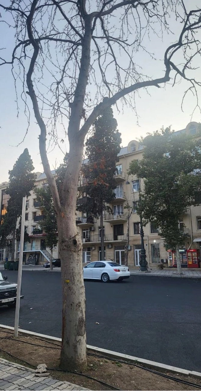 Gəncədə ağaclar niyə işarələnir? — Rəsmi açıqlama (FOTOLAR) Gəncədə ağaclar niyə işarələnir? — Rəsmi açıqlama (FOTOLAR)