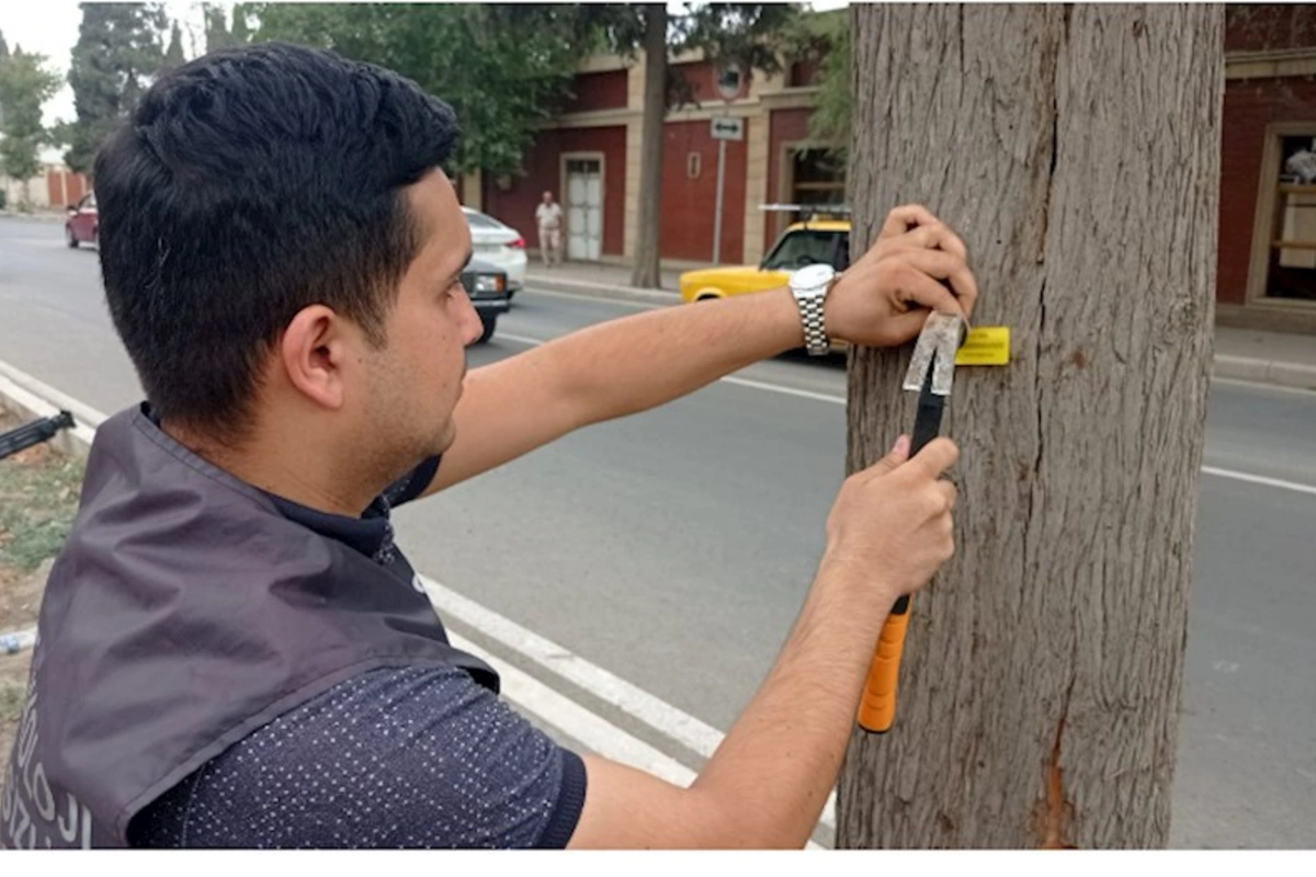 Gəncədə qurumuş ağacların elektron nişanlanmasına start verildi — FOTOLAR
