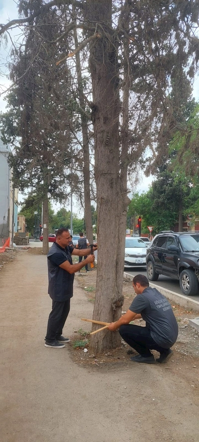 Gəncədə ağaclar niyə işarələnir? — Rəsmi açıqlama (FOTOLAR) Gəncədə ağaclar niyə işarələnir? — Rəsmi açıqlama (FOTOLAR)