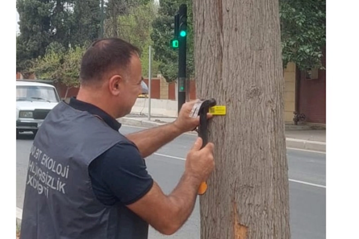 Gəncədə ağaclar niyə işarələnir? — Rəsmi açıqlama (FOTOLAR)