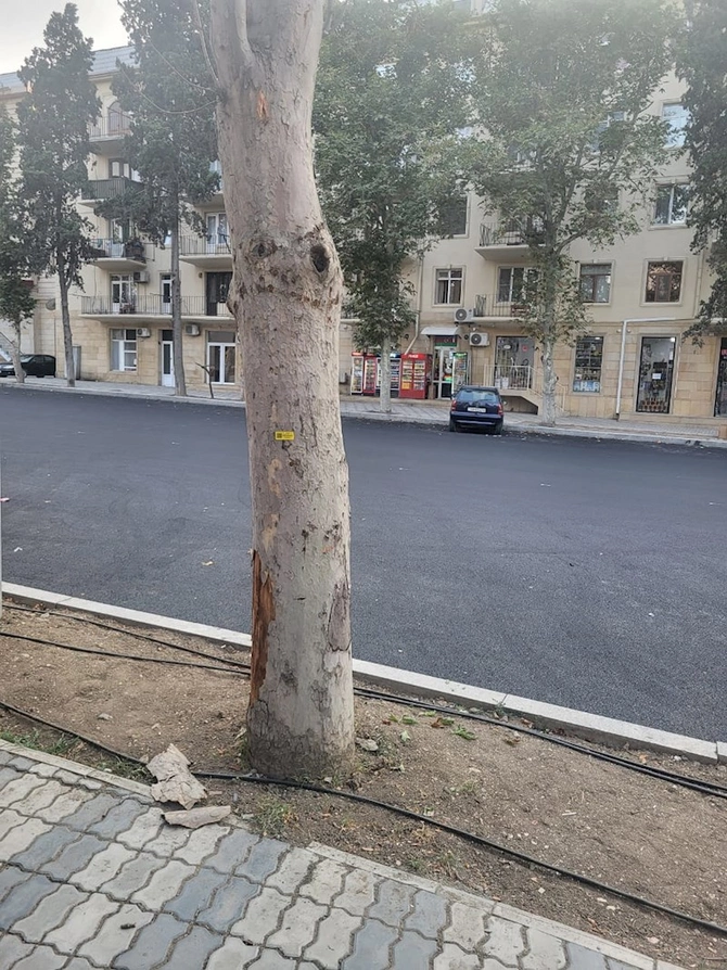 Gəncədə qurumuş ağacların elektron nişanlanmasına start verildi — FOTOLAR