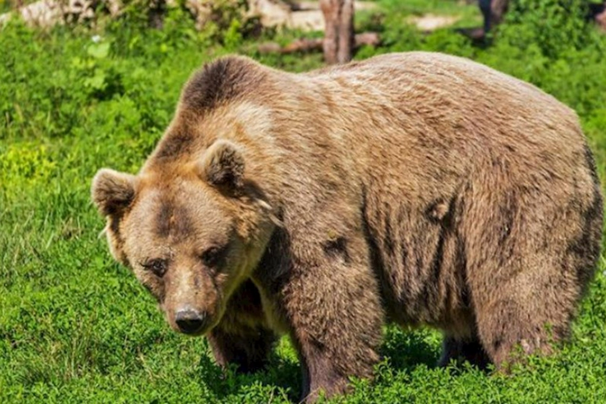 Rusiyada 100 min ayı məhv edilə bilər
