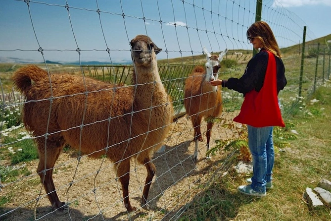 Van Dammın gəlini Şamaxıda — FOTOLAR