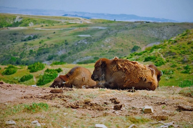 Van Dammın gəlini Şamaxıda — FOTOLAR