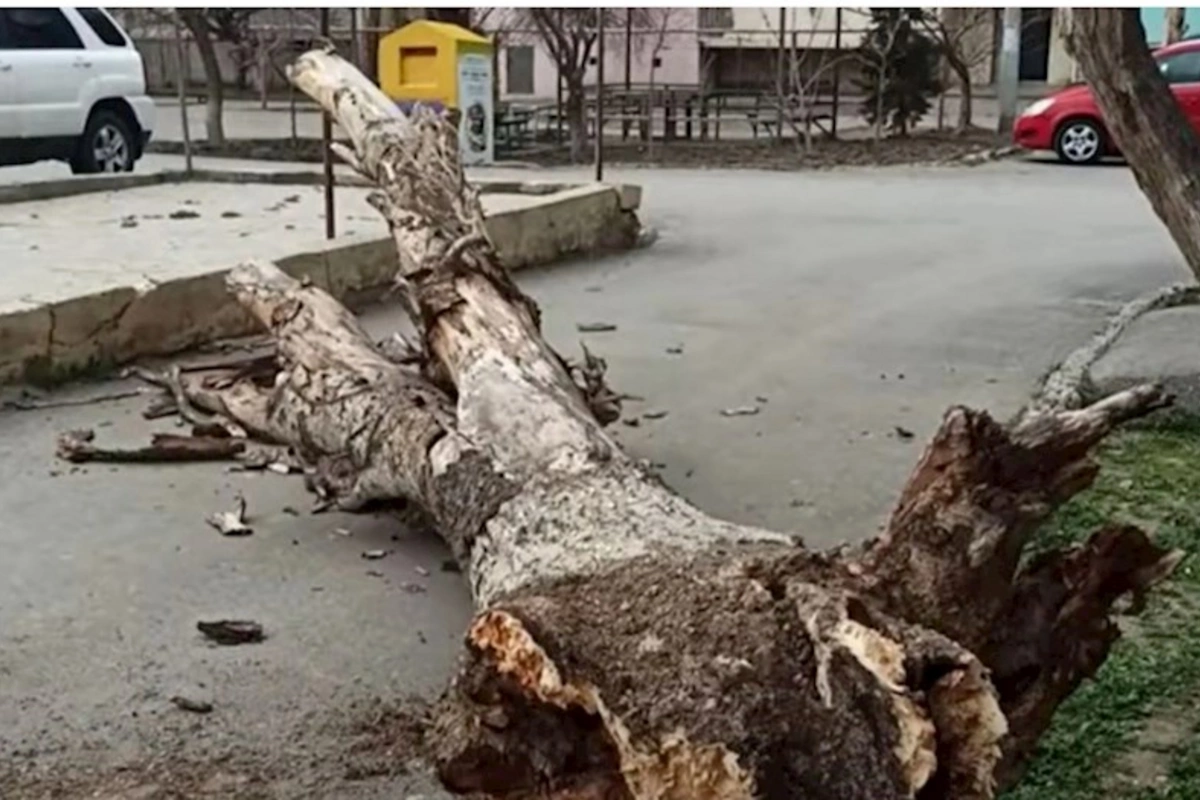 Bakıda ağac qadının üzərinə aşdı