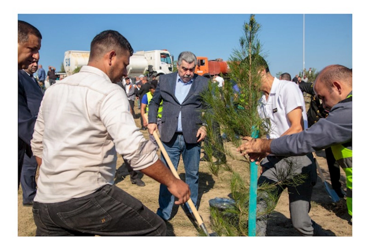 Salyanda Anım Günü ilə əlaqədar ağacəkmə aksiyası keçirildi — FOTOLAR