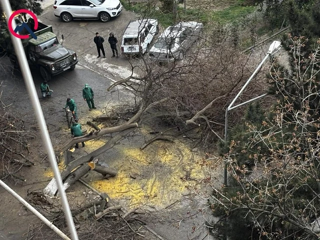 Qaraçuxurda ağac yola aşdı: Hərəkət məhdudlaşdı — FOTOLAR Qaraçuxurda ağac yola aşdı: Hərəkət məhdudlaşdı — FOTOLAR
