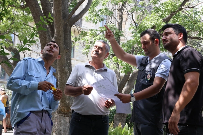 İçərişəhərdəki bütün ağacların qeydiyyatı və nömrələnməsinə başlanılıb — FOTOLAR