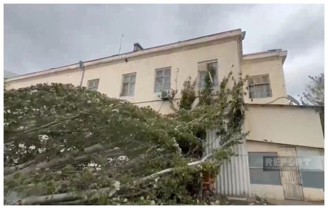 Sumqayıtda ağac peşə liseyinin üzərinə aşdı — FOTO