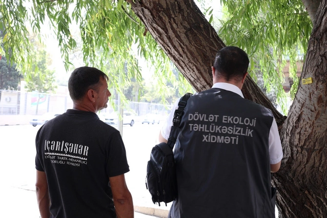 İçərişəhərdəki bütün ağacların qeydiyyatı və nömrələnməsinə başlanılıb — FOTOLAR