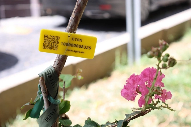 İçərişəhərdəki bütün ağacların qeydiyyatı və nömrələnməsinə başlanılıb — FOTOLAR