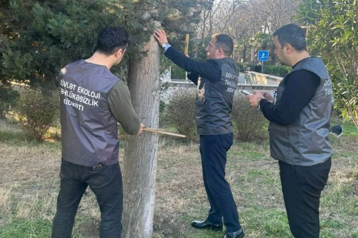 Ağacların nömrələnməsi və inventarlaşdırılması işləri davam etdirilir — FOTOLAR