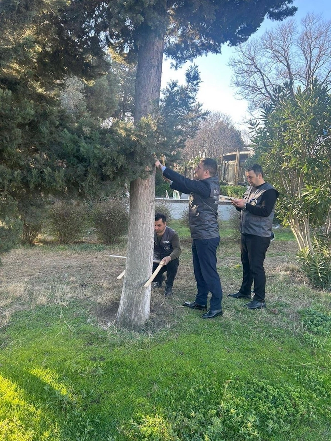 Ağacların nömrələnməsi və inventarlaşdırılması işləri davam etdirilir — FOTOLAR