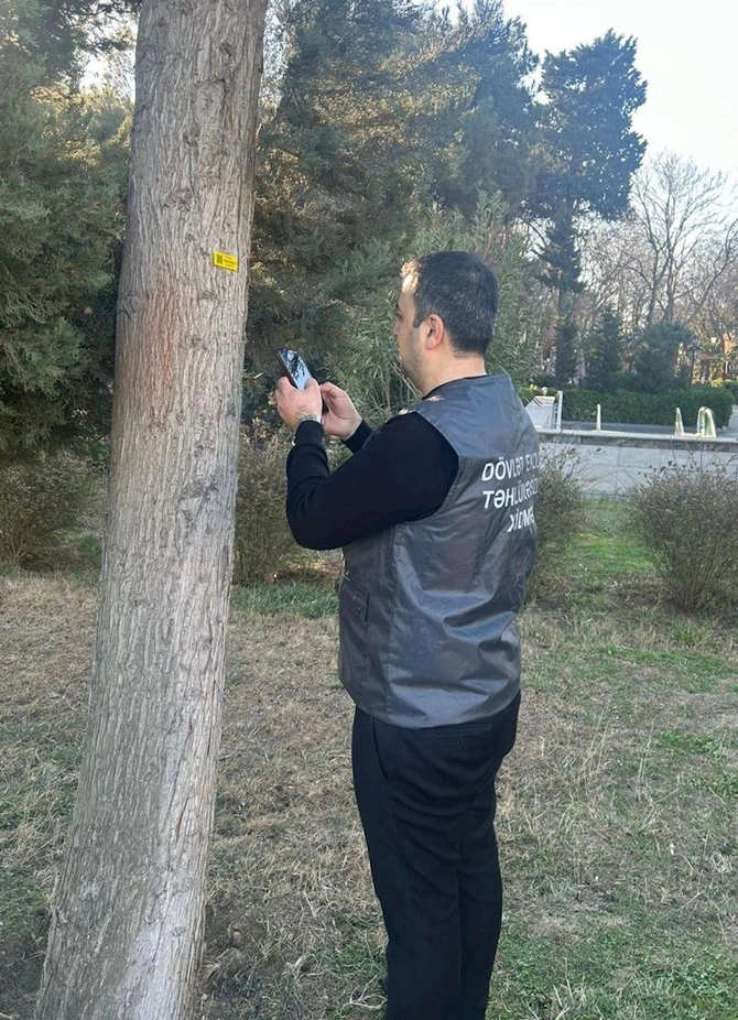 Ağacların nömrələnməsi və inventarlaşdırılması işləri davam etdirilir — FOTOLAR