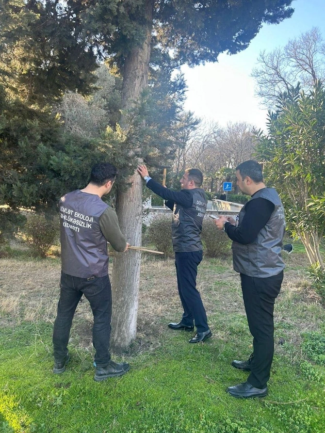 Ağacların nömrələnməsi və inventarlaşdırılması işləri davam etdirilir — FOTOLAR