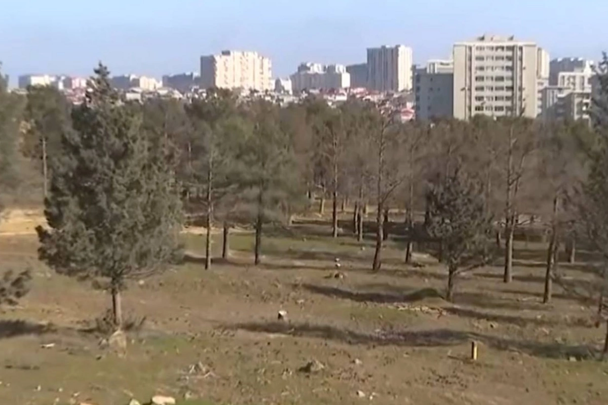 Qanlıgöl ətrafındakı meşəlik məhv olur: Park vədi yalan çıxır?