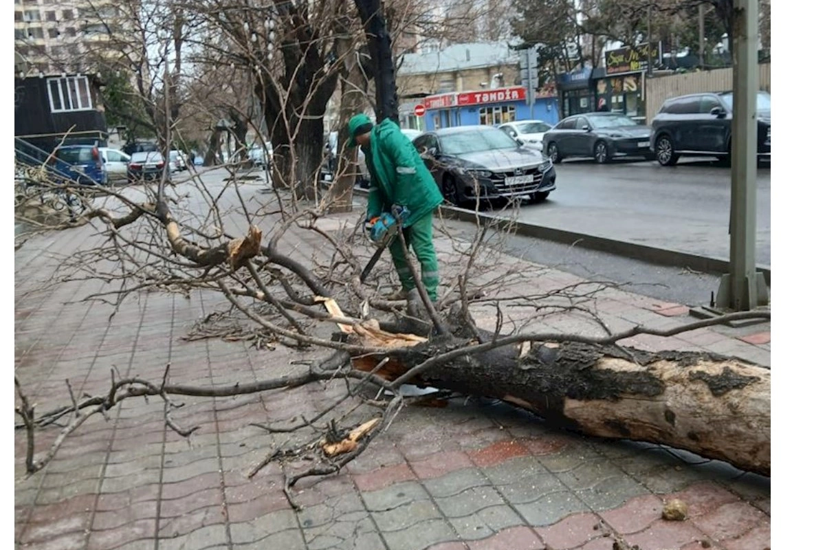 Güclü külək Bakıda 37 ağacı sındırıb