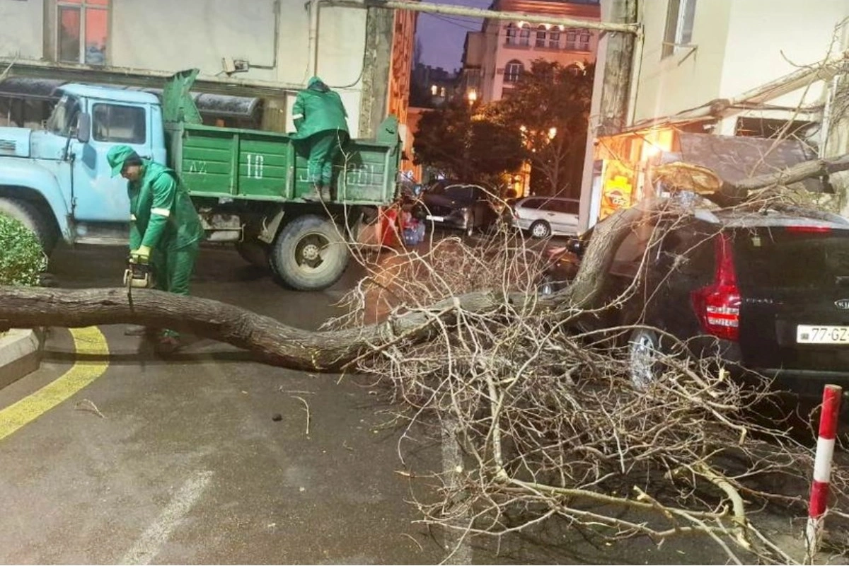 Güclü külək 78 ağacı sındırıb