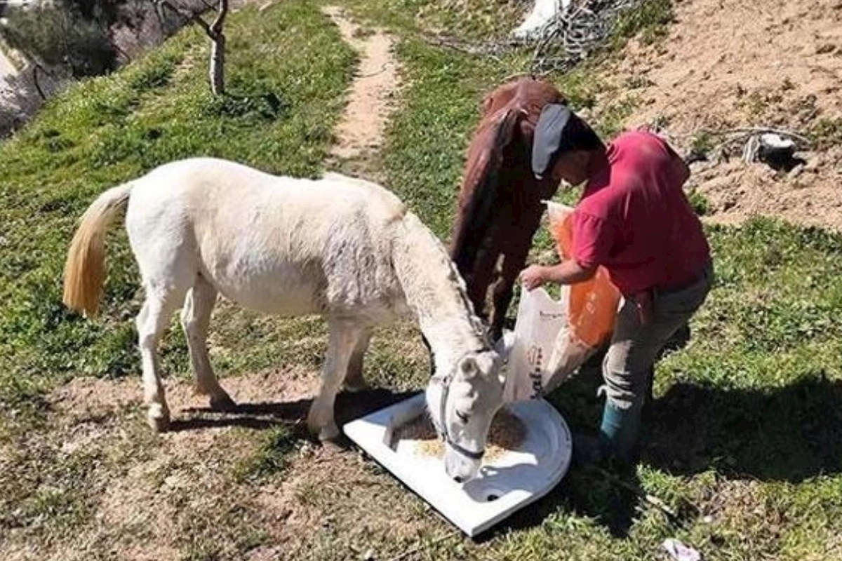 Günlük maaş 308 manatdır — İşçi tapılmır (FOTOLAR)