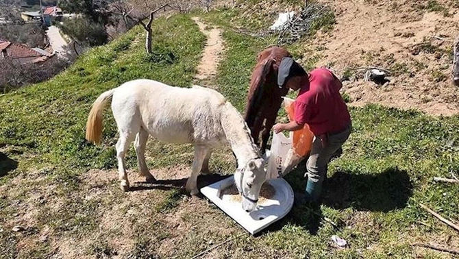 Günlük maaş 308 manatdır — İşçi tapılmır (FOTOLAR)