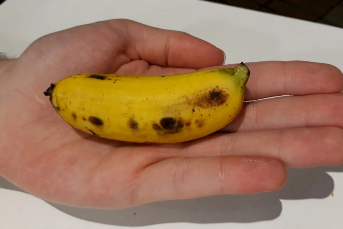 14 sm-dan kiçik ölçülü bananların ölkəyə girişi qadağan edilir — Səbəb