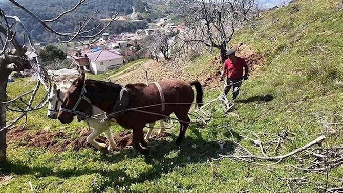 Günlük maaş 308 manatdır — İşçi tapılmır (FOTOLAR)