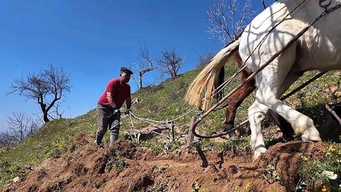 Günlük maaş 308 manatdır — İşçi tapılmır (FOTOLAR)