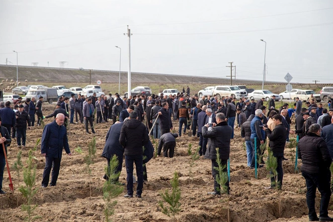 Salyanda ağacəkmə aksiyası keçirildi — FOTOLAR