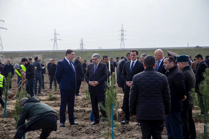 Salyanda ağacəkmə aksiyası keçirildi — FOTOLAR