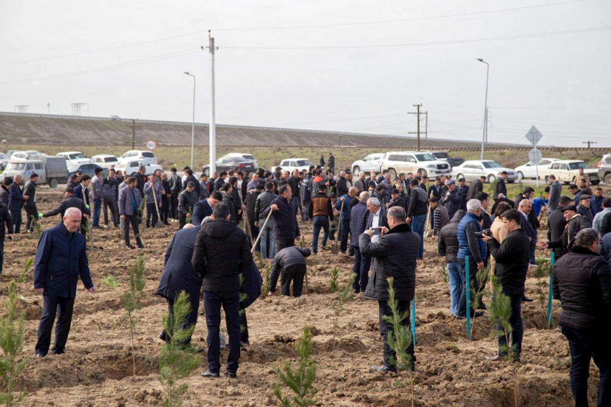 Salyanda ağacəkmə aksiyası keçirildi — FOTOLAR