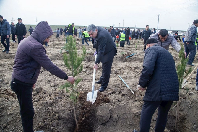Salyanda ağacəkmə aksiyası keçirildi — FOTOLAR
