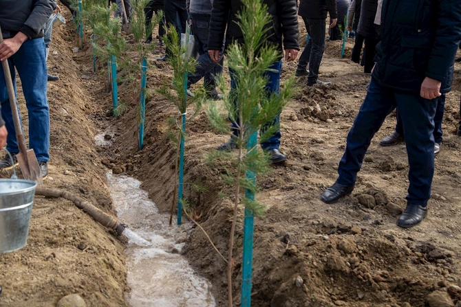 Salyanda ağacəkmə aksiyası keçirildi — FOTOLAR