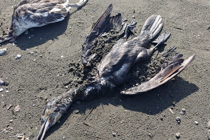 Lənkəranda köçəri quşlar kütləvi tələf oldu — FOTOLAR