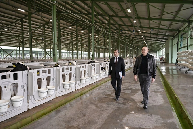 Prezident Şamaxıda Şirvan Aqro heyvandarlıq kompleksinin açılışında iştirak etdi — FOTOLAR