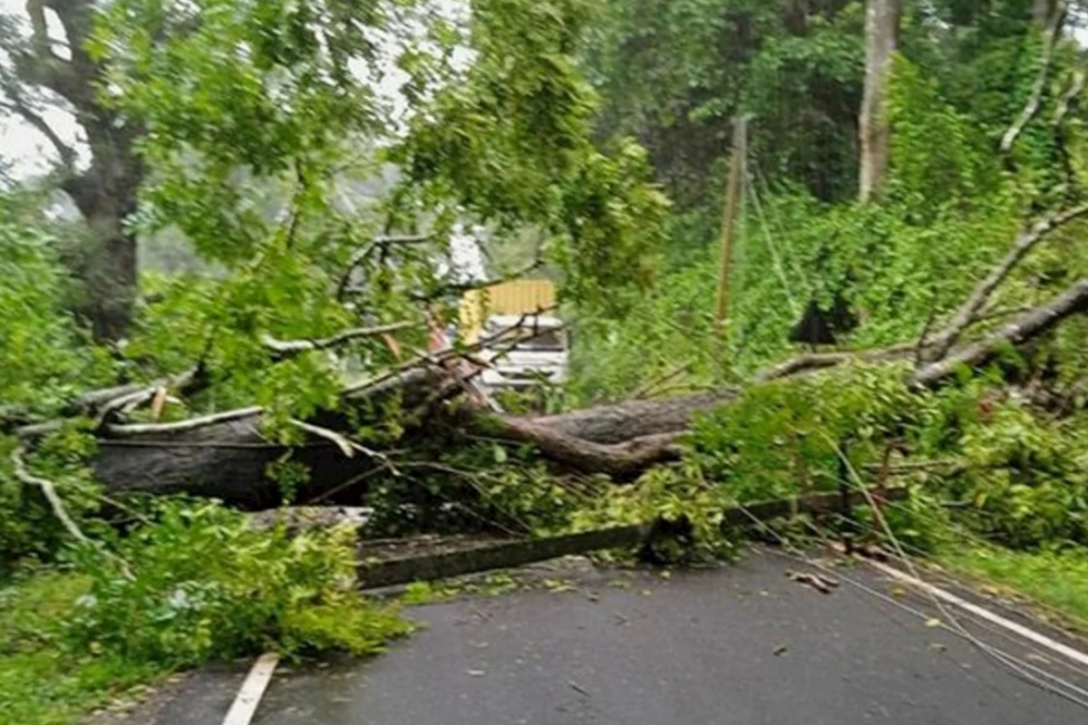 Aşmış ağac götürüldü, yol açıldı — YENİLƏNİB