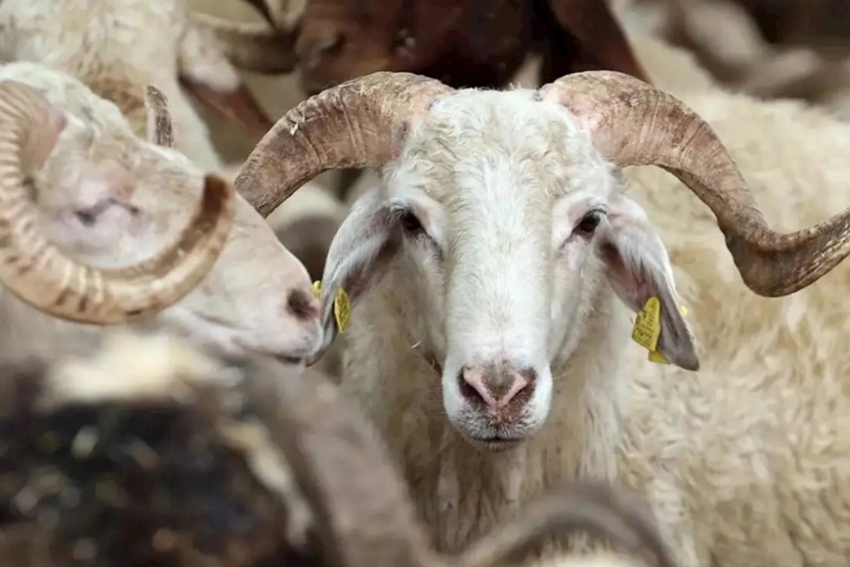 Bu il qurban kəsmək neçəyə başa gələcək? — AÇIQLAMA