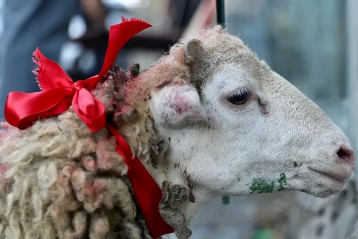 Qurbanı bu formada kəsənlər savabdan çox günah qazanır — AÇIQLAMA