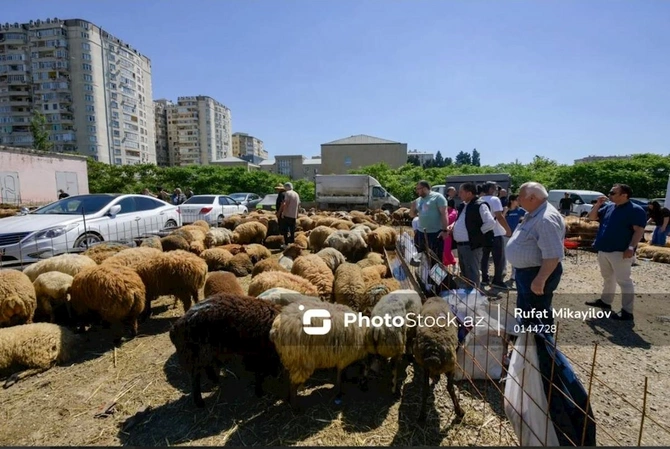 Bayram günündə qurbanlıq heyvanların satış və kəsimi — FOTOREPORTAJ