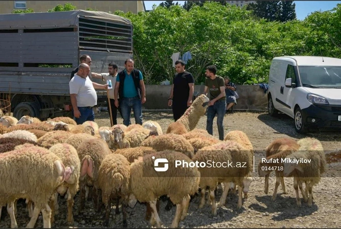 Bayram günündə qurbanlıq heyvanların satış və kəsimi — FOTOREPORTAJ